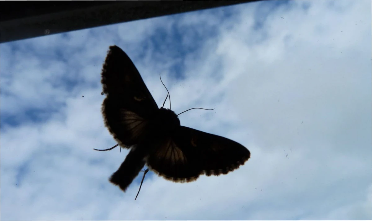 Las polillas invadieron la mitad de España. Foto: El Confidencial.