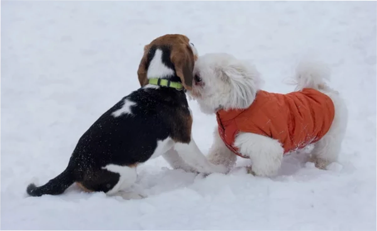 Esta popular raza de perro necesita abrigo en invierno.