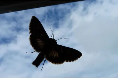 Una plaga de polillas gigantes genera nerviosismo entre los habitantes de España
