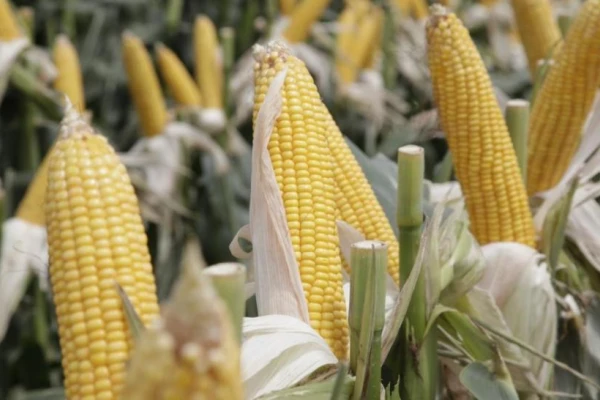 Autoriza la comercialización de cinco eventos genéticamente modificados de maíz
