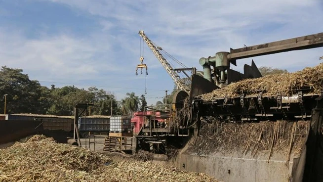En 63 días, los ingenios tucumanos ya han molido casi 3 millones de toneladas de caña bruta