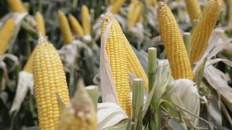 DATO. El Senasa verificó la inocuidad de los eventos para consumo humano.