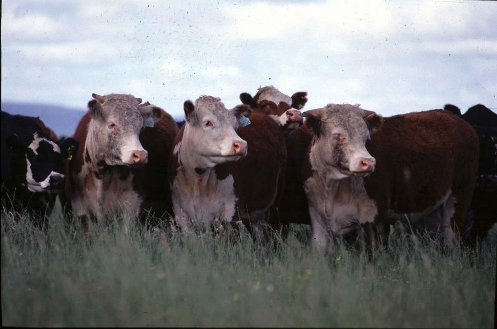 Sector ganadero: en mayo, la faena de ganado vacuno en el país cayó un 5%, interanual