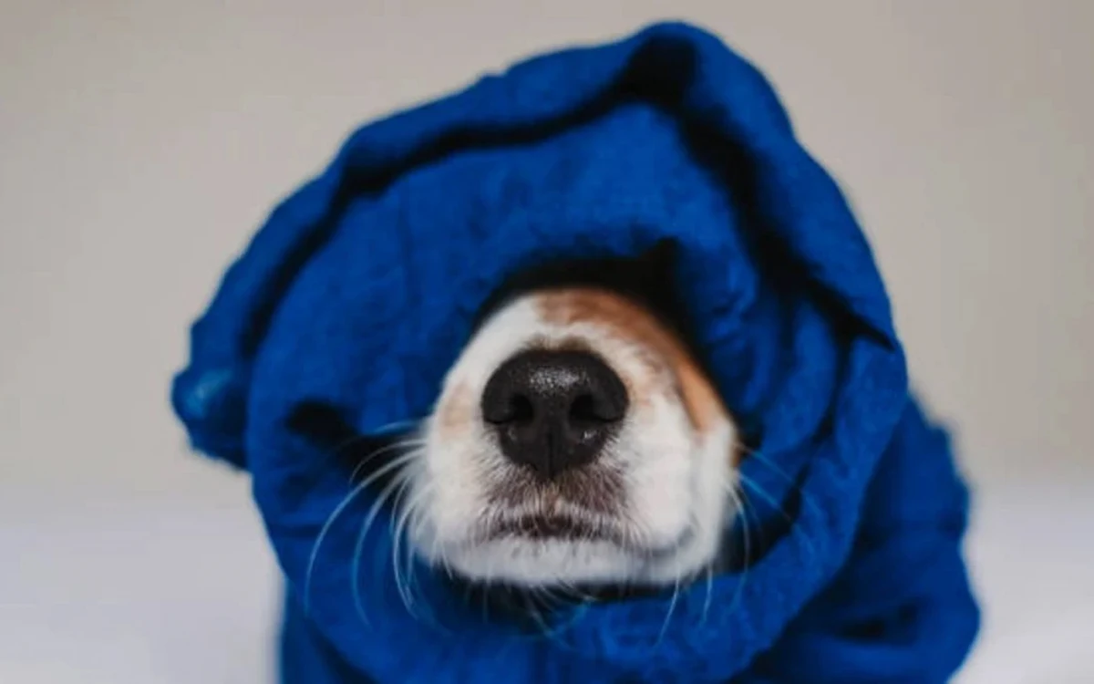 Pocos lo saben: cómo cuidar a tu perro en invierno para evitar que sufra el frío