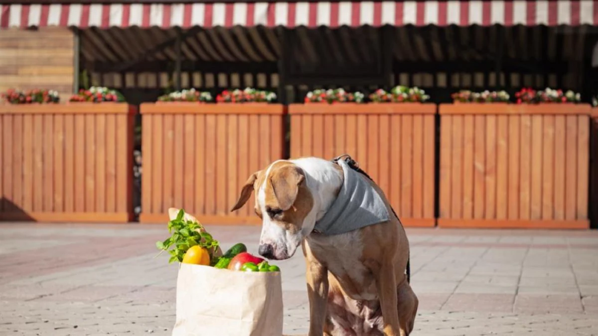 ¿Moda o conciencia?: el auge de las dietas veganas para perros y gatos