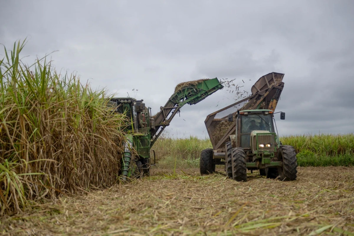 Cosecha de caña de azúcar. 