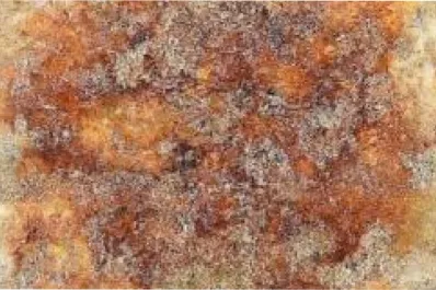 Hallaron una huella dactilar de 43.000 años de antigüedad, la más primitiva hasta ahora