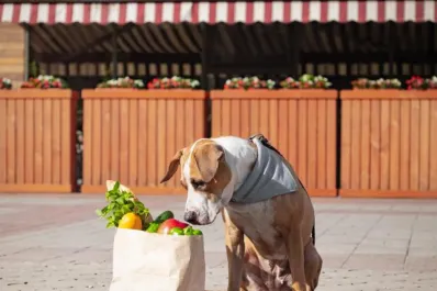 ¿Moda o conciencia?: el auge de las dietas veganas para perros y gatos