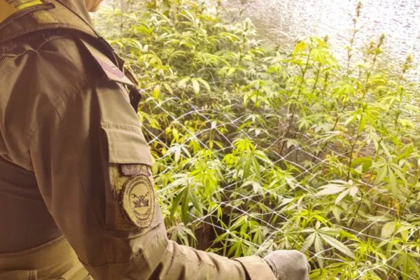 Gendarmería desmanteló plantaciones ilegales de marihuana