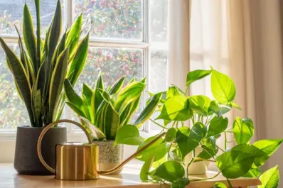 Cinco plantas que ayudan a reducir la humedad en casa, según jardineros expertos