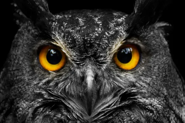 Test de personalidad: elegí un pájaro y descubrí cuál es tu talento oculto