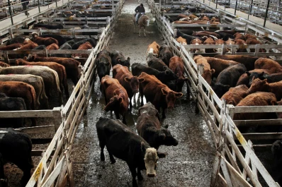 Capacitan sobre una nueva técnica de análisis para detectar tuberculosis bovina