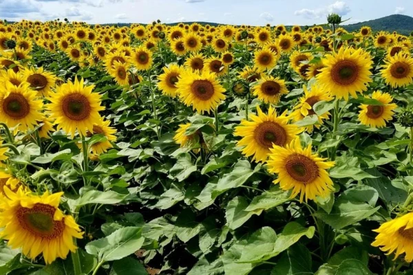 La siembra de girasol alto oleico creció en todo el país, respecto del tradicional
