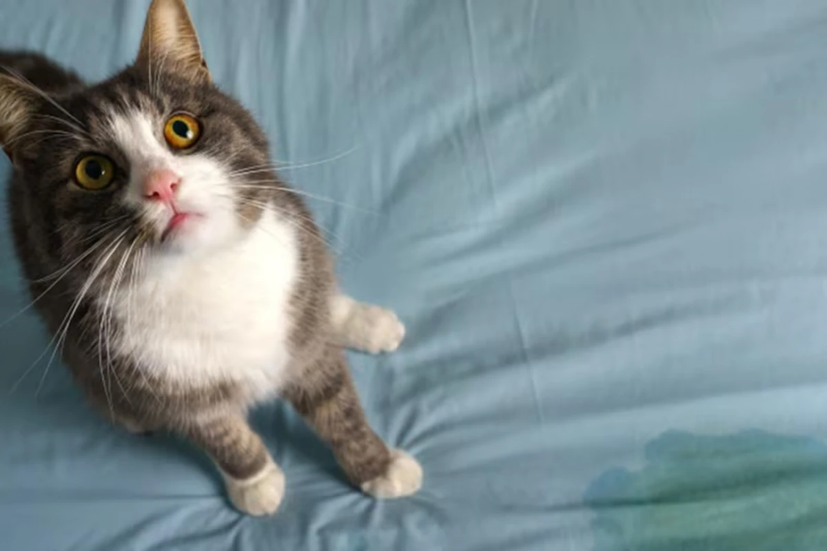 Cuál es la forma correcta de limpiar el pis de gato (y por qué no se debe usar lavandina)