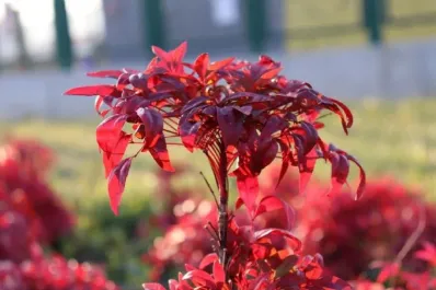 Las plantas que cambian de color en invierno y necesitan poco mantenimiento