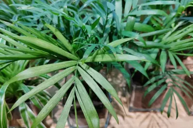 Tres plantas que purifican el aire de los interiores, según la NASA