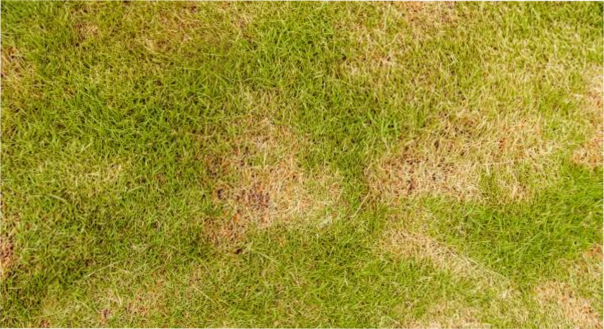 ¿Cómo devolverle el color al césped?