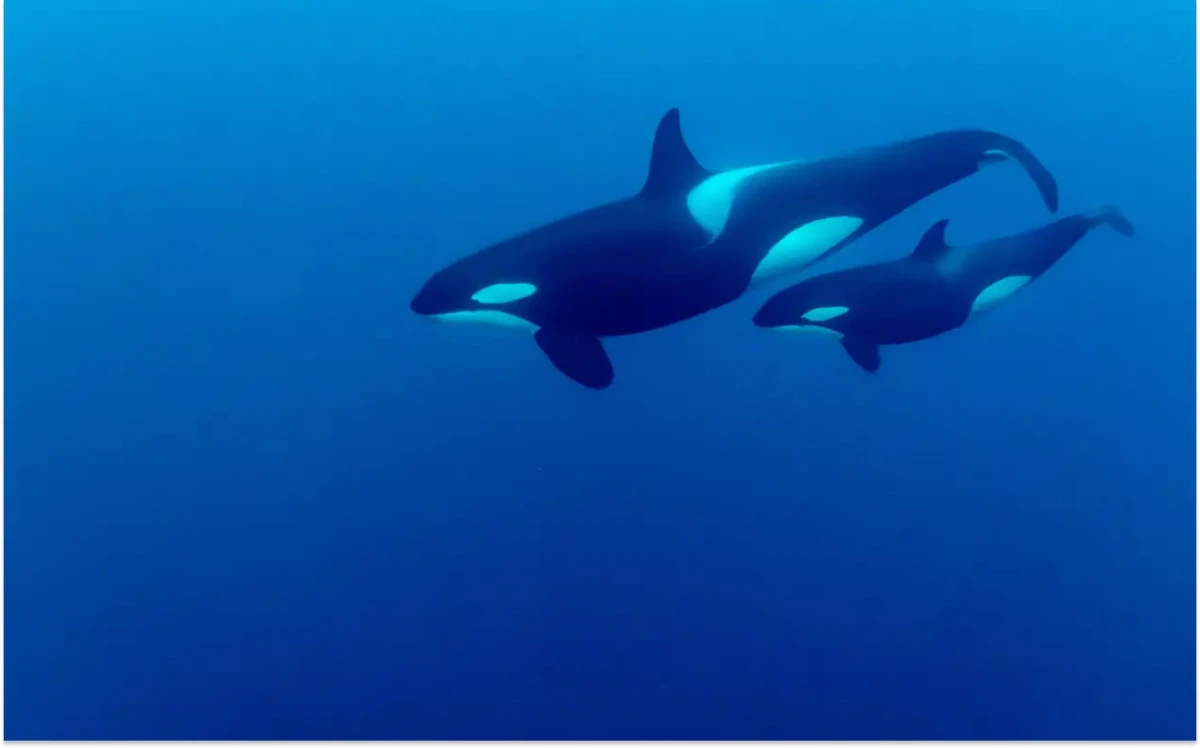 Descubrieron que las orcas se hacen skincare: el video viral de una investigación que lleva 50 años