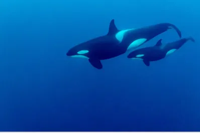Descubrieron que las orcas se hacen skincare: el video viral de una investigación que lleva 50 años