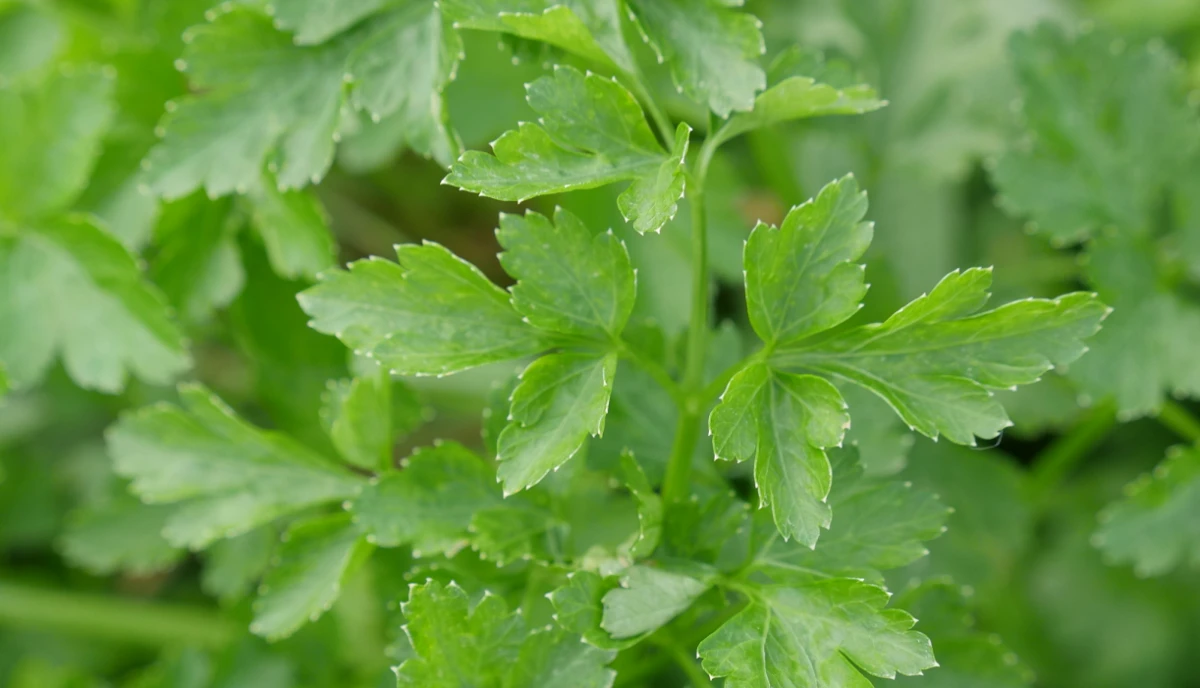 Conocé cuál es la planta que ayuda al buen funcionamiento de los riñones: es ideal para eliminar toxinas del cuerpo