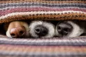Cuatro razas de perro que no pueden dormir afuera en invierno: tienen pelo largo pero sienten frío igual