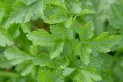Conocé cuál es la planta que ayuda al buen funcionamiento de los riñones: es ideal para eliminar toxinas del cuerpo