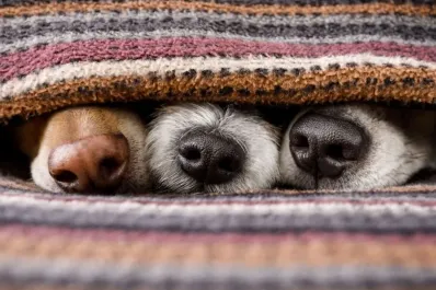 Por qué los perros de raza se enferman más que los mestizos, según la ciencia