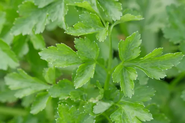 Conocé cuál es la planta que ayuda al buen funcionamiento de los riñones: es ideal para eliminar toxinas del cuerpo