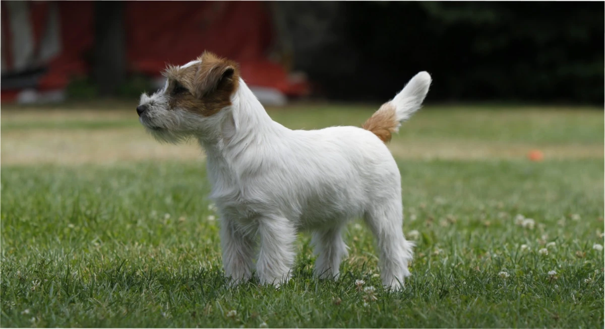 El Jack Russell Terrier es una raza poco indicada para adultos mayores.