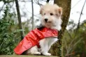 Que tu mejor amigo no pase un mal invierno: claves para proteger a tu perro del frío extremo