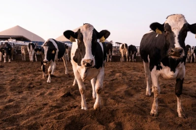 Caravanas electrónicas, una alternativa para la ganadería