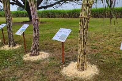Variedades TUC y las heladas: primeras evidencias de tolerancia