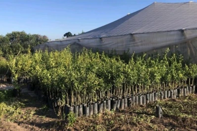 Prevención del HLB: destruyeron más de 2.000 plantas cítricas en Jujuy