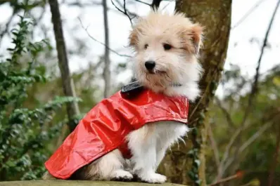 Mitos y verdades sobre cómo proteger a tu perro en los días fríos
