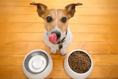 Esta es la mejor hora para alimentar a tu perro, según expertos