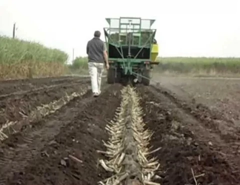 Nuevo enfoque de la plantación mecánica de caña de azúcar