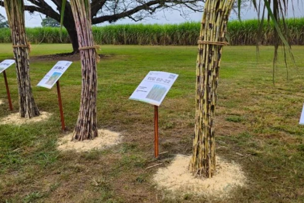 Variedades TUC y las heladas: primeras evidencias de tolerancia