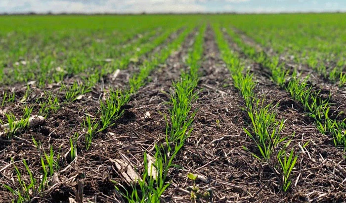 La incidencia de los cultivos de invierno