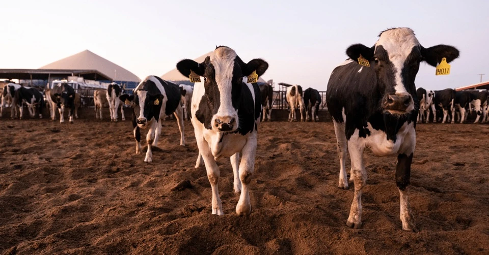 Caravanas electrónicas, una alternativa para la ganadería