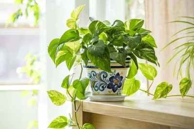 Las seis mejores plantas para embellecer y purificar tu casa