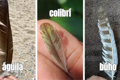 Test de personalidad: elegí tu pluma y enterate qué tenés que dejar ir para crecer en la vida