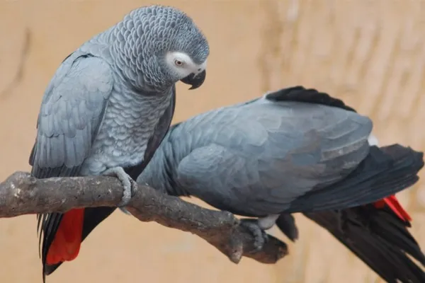 Cursing parrots: los separaron por insultar constantemente a los visitantes del zoológico