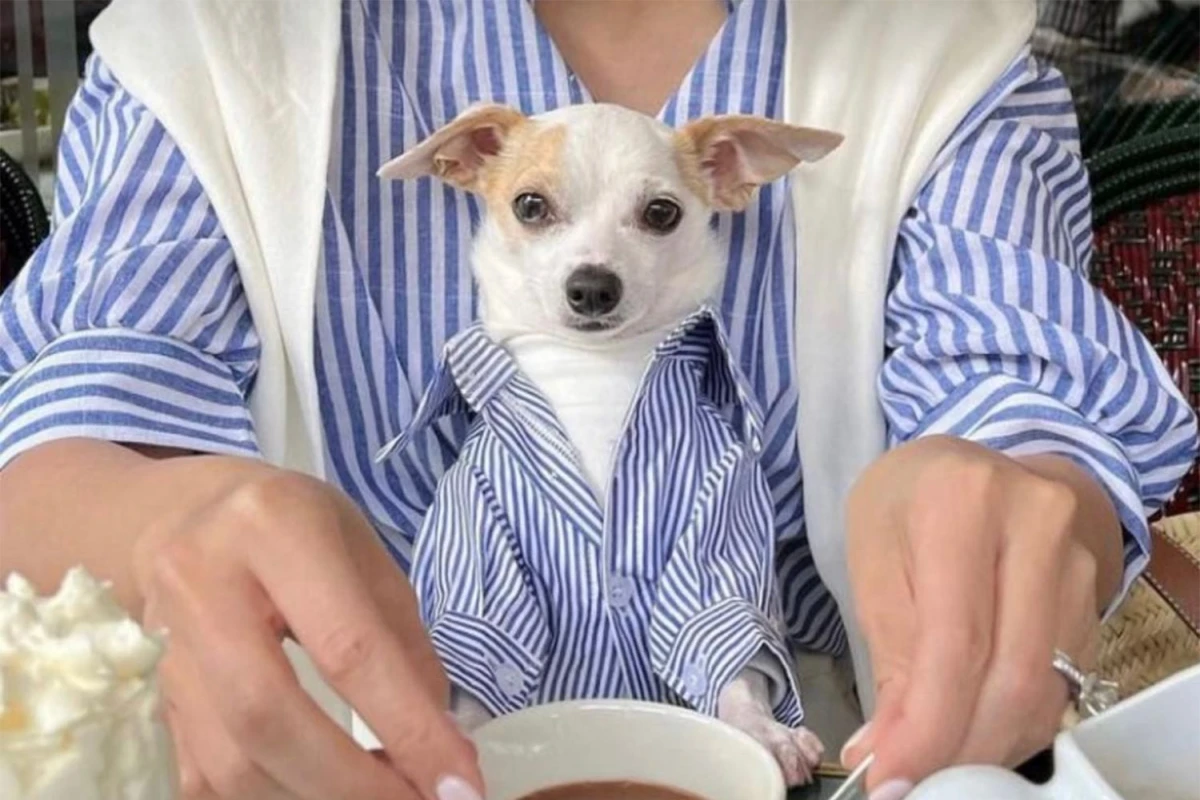 Mundo pet: amor incondicional y mercado millonario