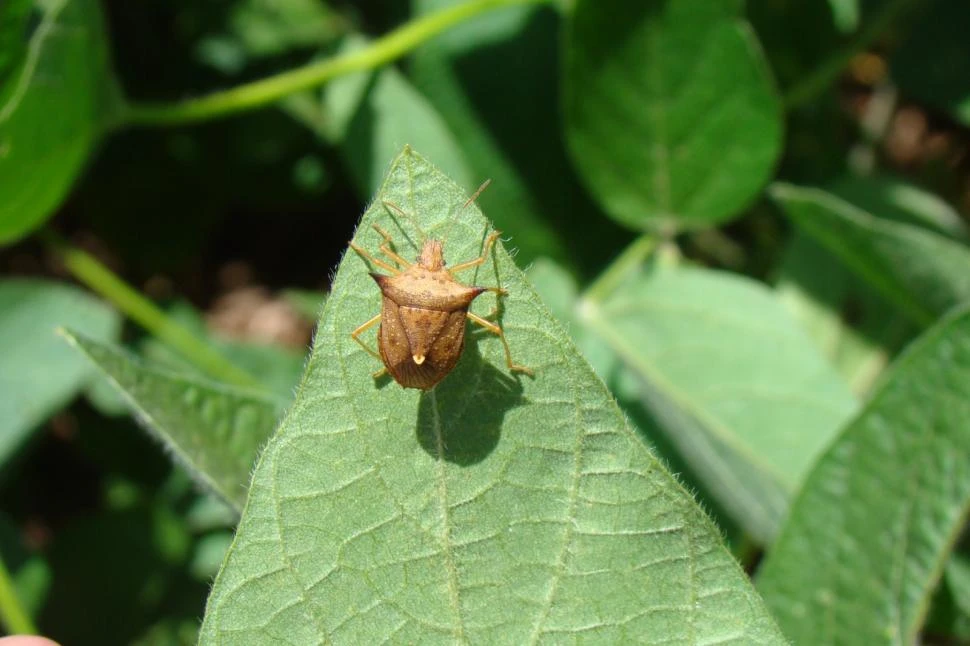 RIESGO. En el NOA, el complejo de picudos constituye un serio problema para la soja, debido a su alto potencial de daño y a sus particulares ciclos de vida.