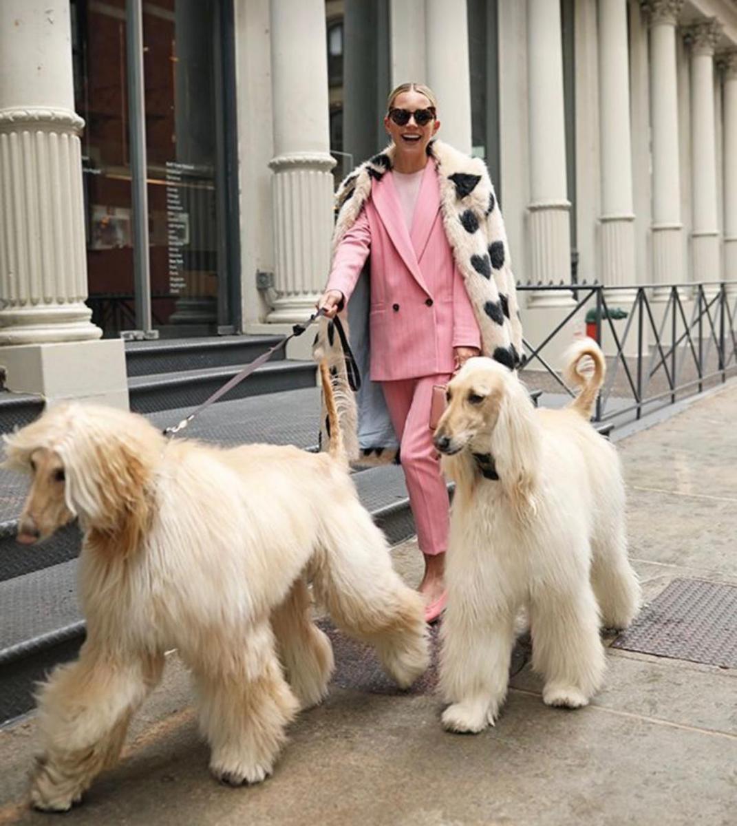 Mundo pet: amor incondicional y mercado millonario