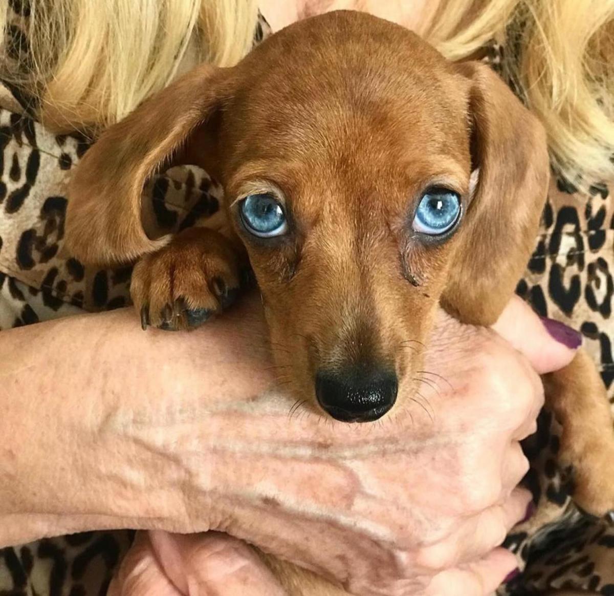 Mundo pet: amor incondicional y mercado millonario