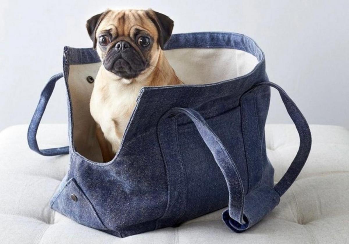 Mundo pet: amor incondicional y mercado millonario