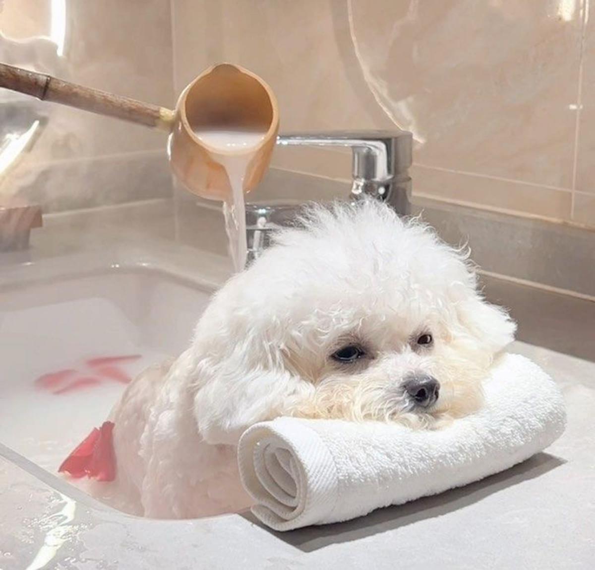 Mundo pet: amor incondicional y mercado millonario