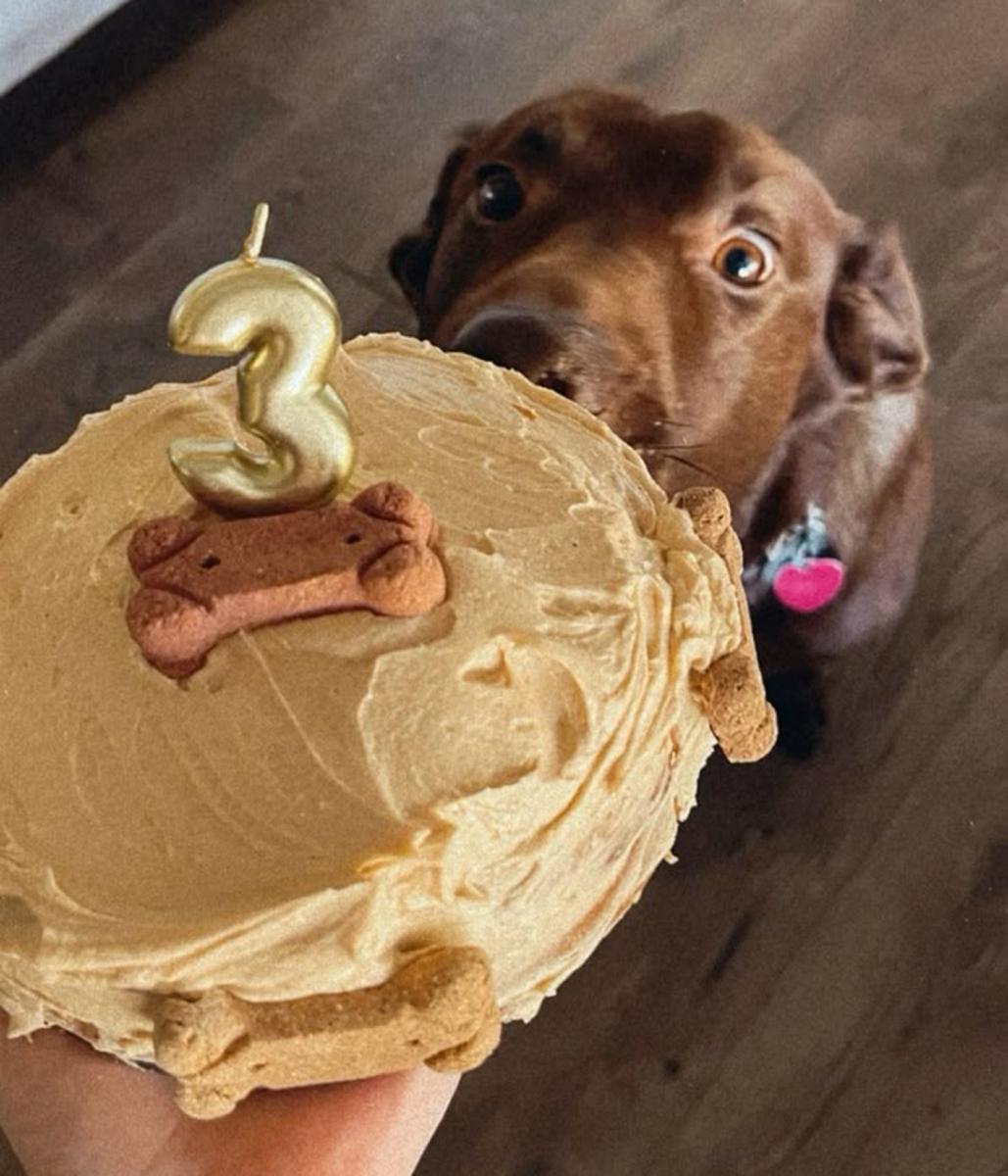 Mundo pet: amor incondicional y mercado millonario