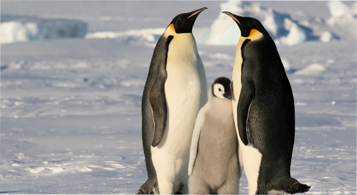 Los pingüinos emperadores podrían desaparecer.